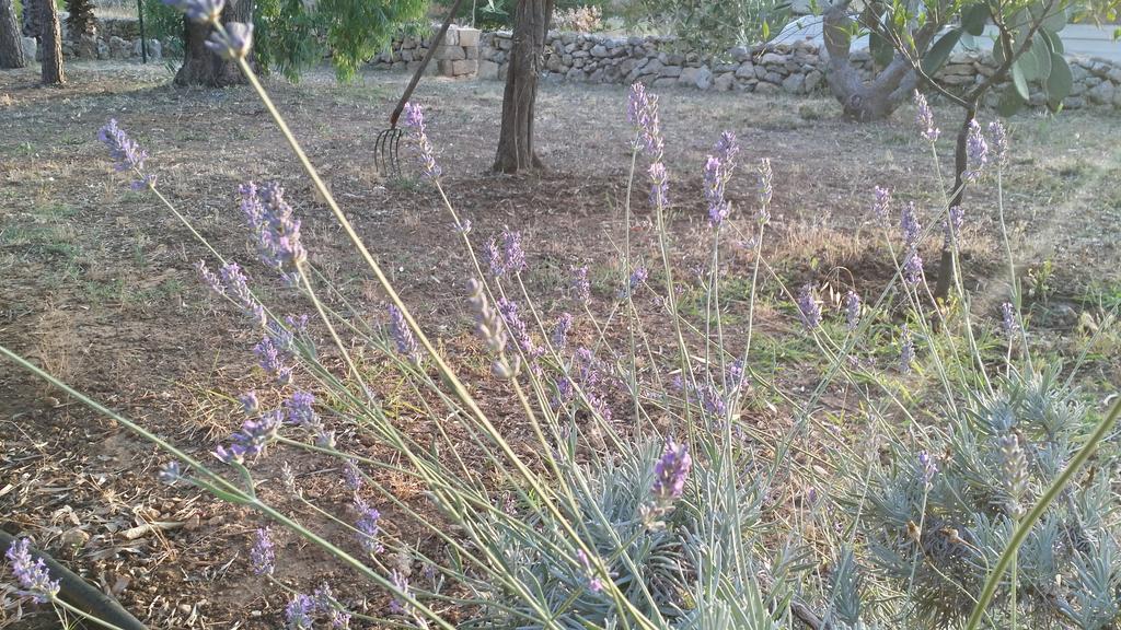 Alloggio per agriturismo Tenuta La Siesta Gallipoli